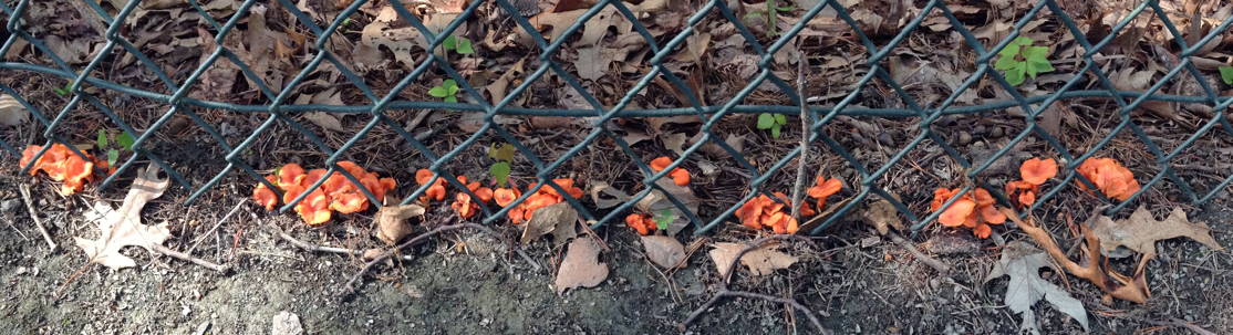 orange peel fungus